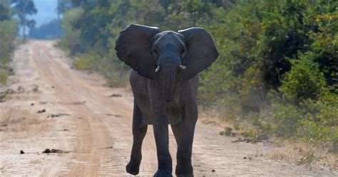 elephant pornography|American woman killed by elephant in Zambia, the second such .